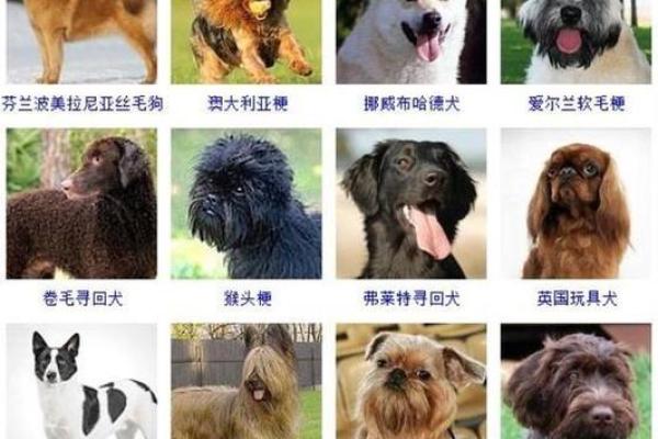 狗宝宝免费命名,给你的宠物一个特别的名字 狗宝宝免费命名,给你的宠物一个特别的名字