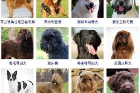 狗宝宝免费命名，给你的宠物一个特别的名字