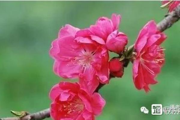 甲子男命在二婚中的情感变化 甲子男命在二婚中的情感变化