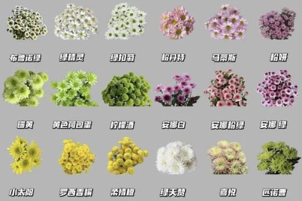 招财花助运秘籍 提升家中财运的风水植物选择 招财花助运秘籍 提升家中财运的风水植物选择