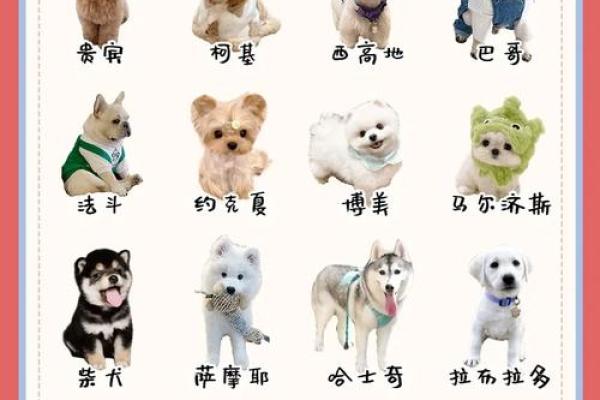 属狗宝宝取名字的最佳选择与技巧 属狗宝宝取名字的最佳选择与技巧