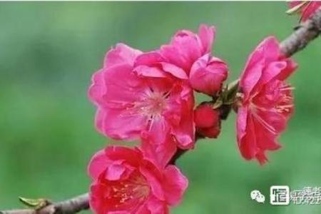 甲子男命在二婚中的情感变化