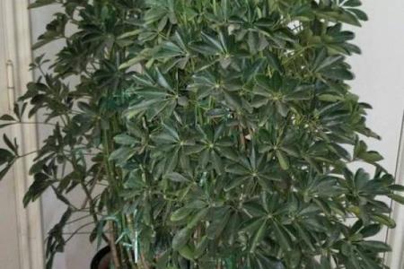 招财花助运秘籍 提升家中财运的风水植物选择