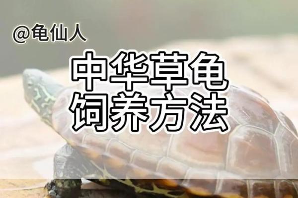 家居风水中养殖乌龟的利与弊分析 家居风水中养殖乌龟的利与弊分析