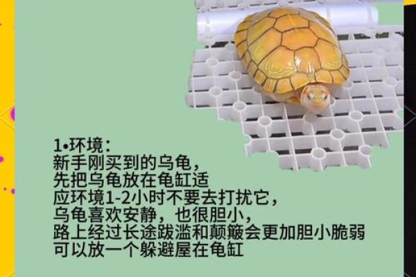 家居风水中养殖乌龟的利与弊分析 家居风水中养殖乌龟的利与弊分析