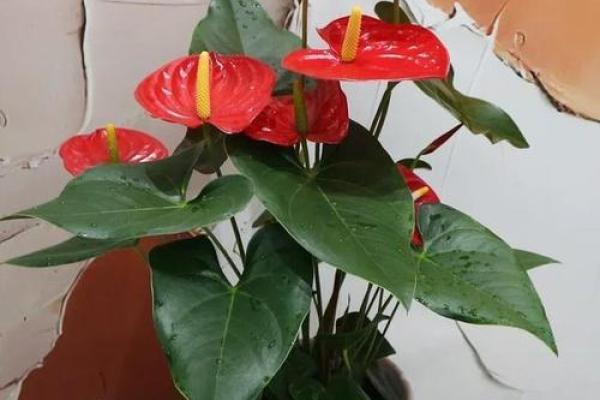 风水中最招财的花有哪些 它们如何带来好运和财富 风水中最招财的花有哪些 它们如何带来好运和财富