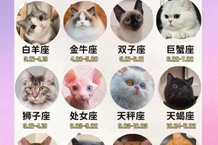 星座配对分析：谁是你命中注定的另一半
