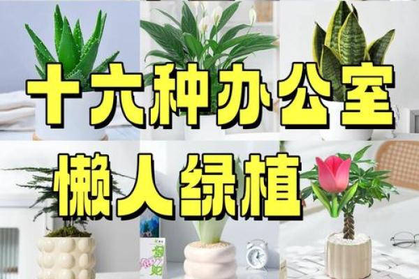 办公室绿植风水布局与职业发展密切相关 办公室绿植风水布局与职业发展密切相关