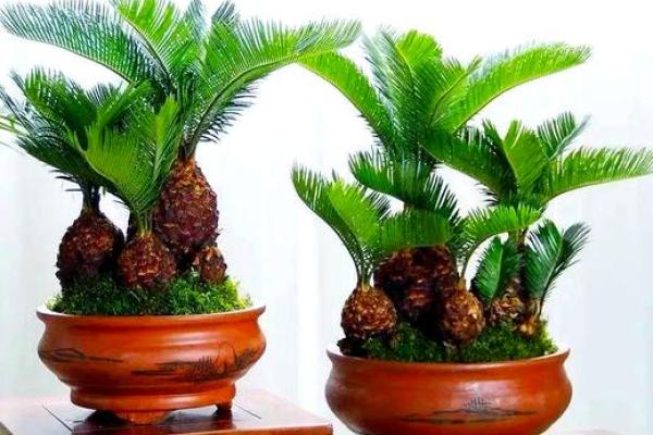 办公室绿植风水布局与职业发展密切相关 办公室绿植风水布局与职业发展密切相关