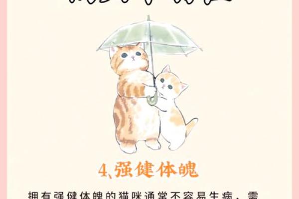 如何利用猫咪招你财事业风财富水双提升赢家运 如何利用猫咪招你财事业风财富水双提升赢家运