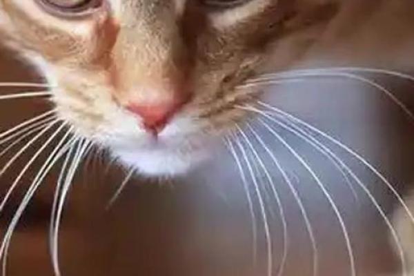 如何利用猫咪招你财事业风财富水双提升赢家运 如何利用猫咪招你财事业风财富水双提升赢家运