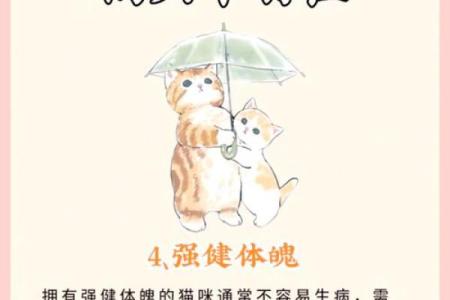 如何利用猫咪招你财事业风财富水双提升赢家运