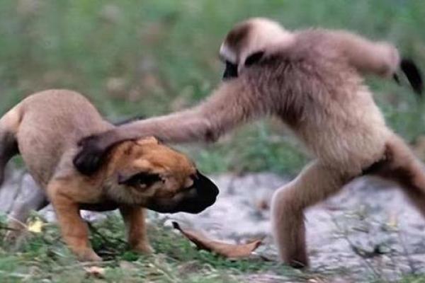 生肖狗男与猴女的爱情能否长久 生肖狗男与猴女的爱情能否长久