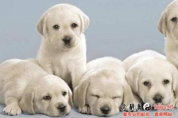 狗年宝宝起名指南:结合传统与现代,精选狗年文字命名技巧 狗年宝宝起名指南:结合传统与现代,精选狗年文字命名技巧