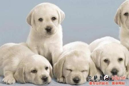 狗年宝宝起名指南：结合传统与现代，精选狗年文字命名技巧