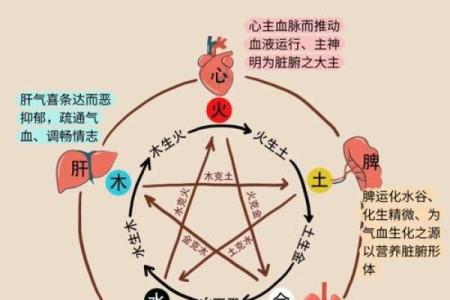 样五行属什么？揭秘样五行的奥秘与影响