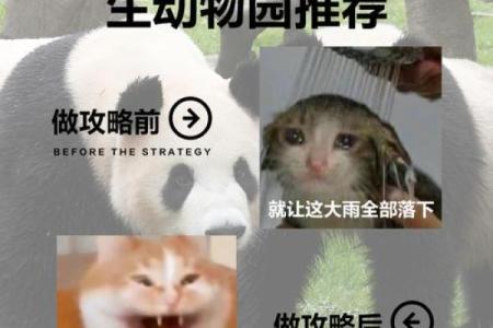 打造独特动物园名字，吸引游客的秘密武器