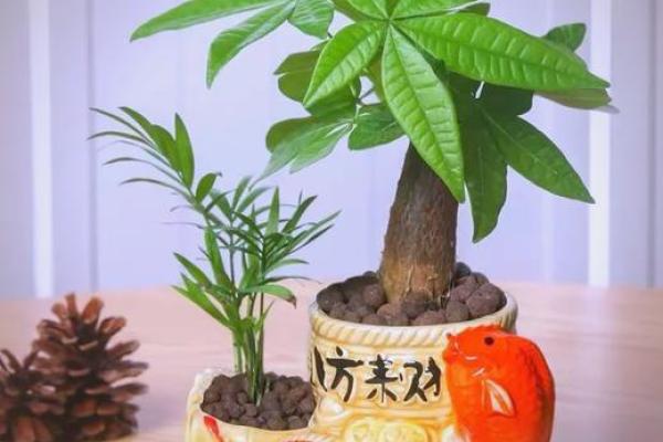 你家需要这十种招财风水植物来旺运 你家需要这十种招财风水植物来旺运