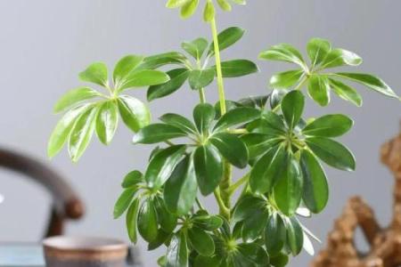 你家需要这十种招财风水植物来旺运