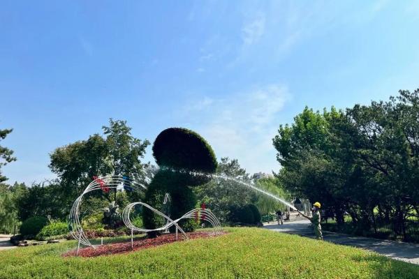 万年历松柏木:穿越时光的绿意守护 万年历松柏木:穿越时光的绿意守护