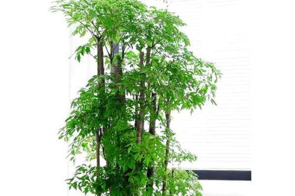 办公室适合摆放的吉祥绿植有哪些风水讲究