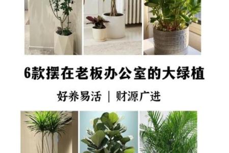 办公室适合摆放的吉祥绿植有哪些风水讲究